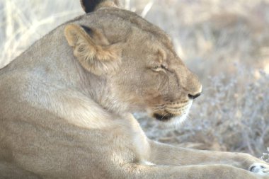 Afrika bozkırında bir aslan