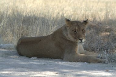 Etoşa Ulusal Parkı 'nda dişi aslanlar