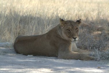 Namibya 'da çölde bir aslan