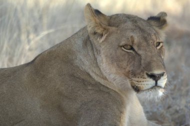 Bir Afrika aslanının savanadaki yakın çekimi.