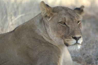 Namibya bozkırında bir aslan
