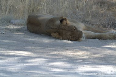 Kumda yatan bir aslanın yakın plan çekimi.