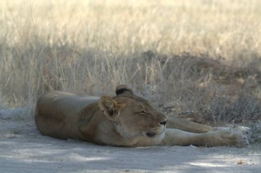 Çöldeki güzel vahşi aslan