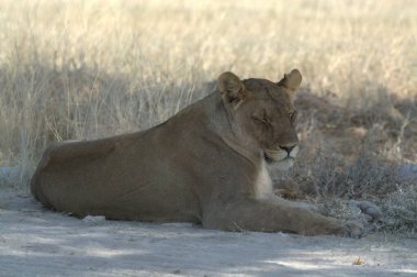 Vahşi bir bozkırda dişi aslan.