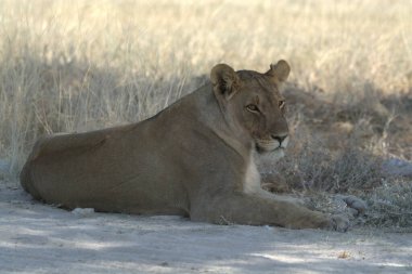 Kumda yatan bir Afrika aslanının güzel bir görüntüsü.