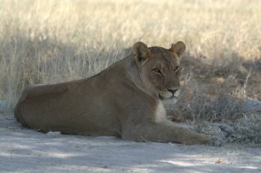 Çimlerde yatan aslan, Etoşa Milli Parkı, Namibya