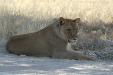 Dişi aslan, Botswana 'daki Chobe Ulusal Parkı' nda kuru bir zeminde yatıyor..