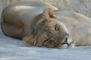 Aslan kumda yatıyor.