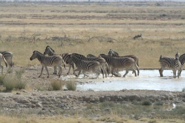 Afrika, Namibya 'daki Etoşa Ulusal Parkı' nda vahşi zebralar