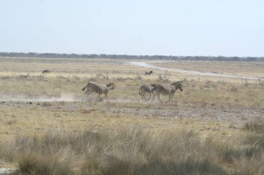 Savanadaki vahşi kadu.