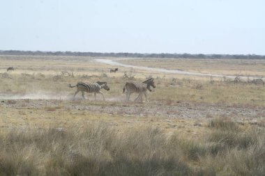 Bir zebra sürüsü otların arasında koşuyor.