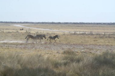 Kenya 'nın vahşi geyikleri vahşi doğada