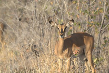 Ormanda bir geyiğin yakın çekimi.