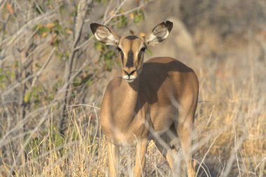 Işıkların altındaki tarlada dişi geyiğin yakın çekimi.