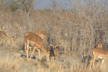 Geyik doğada vahşi yaşam