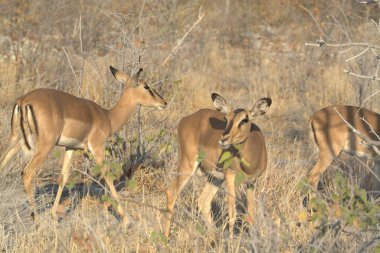 Dişi kudu (gelaphus siaphus), Kruger Milli Parkı, Güney Afrika