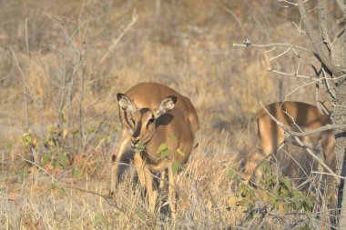 a female impala in the grass