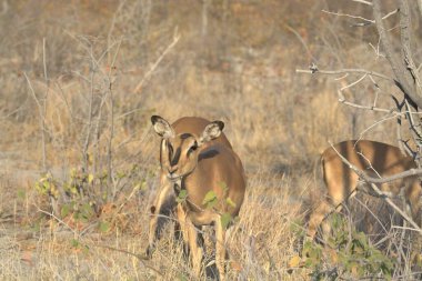 Ormanda genç bir geyik
