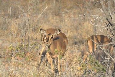 Ormanda bir grup genç geyik.