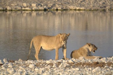 Suda iki beyaz aslan