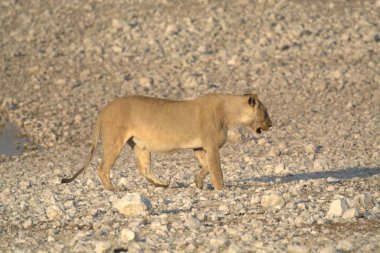 Yere serilmiş beyaz bir aslanın yakın plan fotoğrafı.