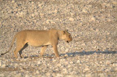 Genç aslan Namibya 'da Etoşa' da
