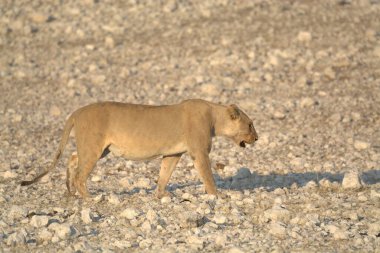 Vahşi aslan, hayvan.