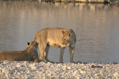 Yellowstone Ulusal Parkı, Wyoming 'de bir gölde iki beyaz aslan.