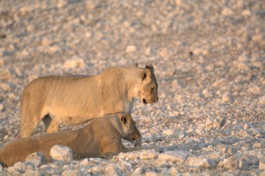 Yavrusuyla birlikte beyaz bir aslan