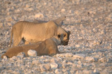 Genç dişi aslan ve bebeği kumsalda.