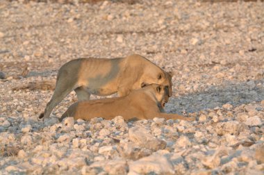 Çöldeki genç aslanlar