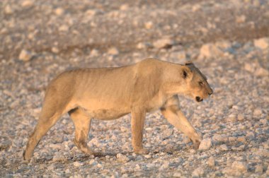 Vahşi hayvanlar, seçici odaklanma