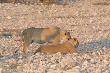 Etoşa 'daki vahşi Afrika aslanları.