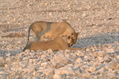 Arazide yavrusuyla oynayan genç bir aslan yavrusu. Aslan Panthera Leo 'nun ailesidir..
