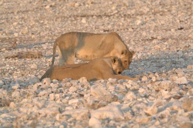 Ölü denizin çölündeki aslan.