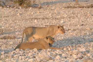 sha lisha 'daki aslan, sha, sha' nın doğasında