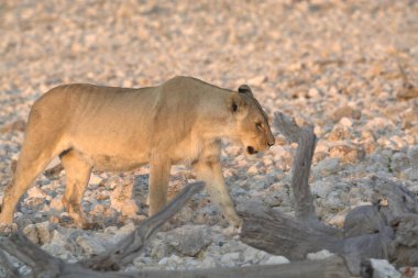 Afrika savanındaki vahşi geyik, namibya