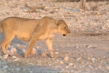 Etoşa 'daki beyaz aslan