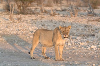 Etoşa Ulusal Parkı 'nda beyaz aslan.