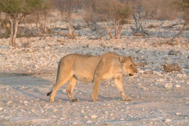 Namibya 'daki Etoşa' da vahşi bir aslan.