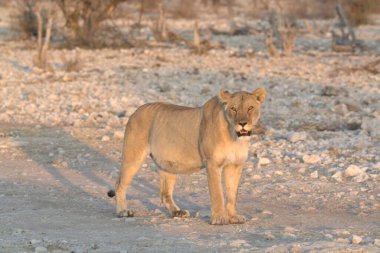 Afrika aslanı, panthera leo, yetişkin, dişi kuru kum çölünde yürüyor.