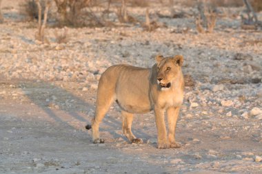 Aslan etkin, Namibia