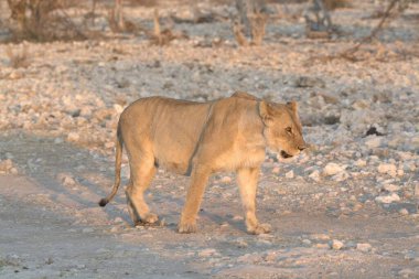 Etoşa Ulusal Parkı, Namibya 'da Afrika vahşi aslanı (panthera leo)