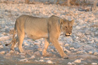 Beyaz Aslan (panthera leo) Etoşa Milli Parkı, Namibya, Afrika 'da yürüyor