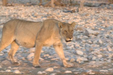 Dişi aslan kuru çimlerde yürüyor.