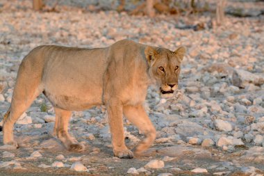 Aslan etkin ulusal park, Namibya