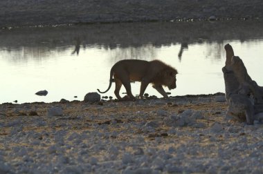 Kenya savanındaki aslan