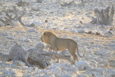 Karda yürüyen beyaz bir aslan