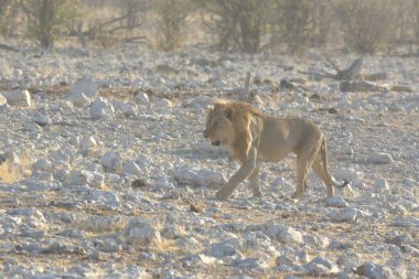 Afrika savanındaki beyaz aslan.