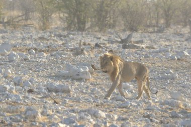 Namibya 'da beyaz aslan